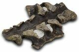 Hadrosaur (Hypacrosaurus) Sacrum with Metal Stand - Montana #335945-5
